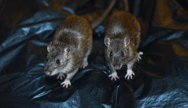 Health Ministry outlines 5 pillar strategic response to leptospirosis outbreak